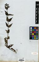 Type of Hedyotis ingrata Wall. [family RUBIACEAE]
