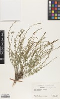 Filed as Andrachne rotundifolia Eichw. ex C.A. Mey. [family PHYLLANTHACEAE]