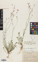 Filed as Linum tenuifolium L. [family LINACEAE]