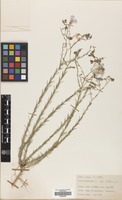 Filed as Linum austriacum L. subsp. austriacum [family LINACEAE]