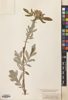 Filed as Psephellus dealbatus (Willd.) K.Koch [family COMPOSITAE]