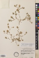 Filed as Centaurea bruguierana (DC.) Hand.-Mazz. subsp. belangeriana (DC.) Bornm. [family COMPOSITAE]