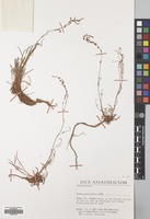 Filed as Rumex acetosella L. [family POLYGONACEAE]