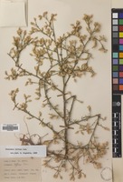 Filed as Centaurea diffusa Lam. [family COMPOSITAE]