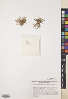 Filed as Crepis pusilla (Sommier) Merxm. [family COMPOSITAE]