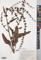 Filed as Rumex steudelii A.Br. [family POLYGONACEAE]