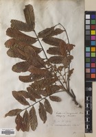 Filed as Cupania [family SAPINDACEAE]