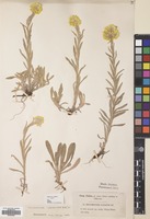 Filed as Helichrysum graveolens (M.Bieb.) Sweet [family COMPOSITAE]