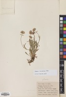 Filed as Erigeron caucasicus Steven [family COMPOSITAE]
