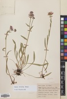 Filed as Erigeron caucasicus Steven subsp. venustus (Botsch.) Grierson [family COMPOSITAE]