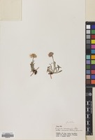 Filed as Erigeron caucasicus Steven subsp. venustus (Botsch.) Grierson [family COMPOSITAE]