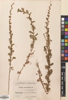 Filed as Artemisia chamaemelifolia Vill. [family COMPOSITAE]