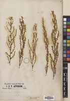 Filed as Artemisia scoparia Waldst. & Kit. [family COMPOSITAE]