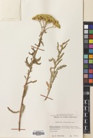 Filed as Achillea micrantha M.Bieb. [family COMPOSITAE]