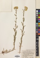 Filed as Achillea micrantha M.Bieb. [family COMPOSITAE]