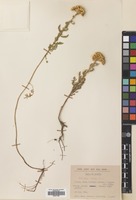 Filed as Achillea nobilis L. [family COMPOSITAE]