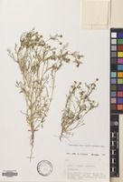 Filed as Matricaria aurea (Loefl.) Sch.Bip. [family COMPOSITAE]