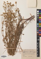 Filed as Matricaria decipiens (Fisch. & Mey.) Koch [family COMPOSITAE]