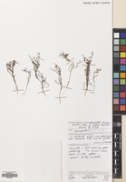 Filed as Matricaria aurea (Loefl.) Sch.Bip. [family COMPOSITAE]