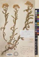 Filed as Achillea biebersteinii Afan. [family COMPOSITAE]