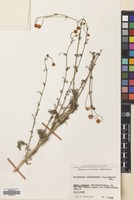 Filed as Tripleurospermum disciforme (C.A.Mey) Sch-Bip. [family COMPOSITAE]