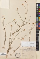 Filed as Tripleurospermum disciforme (C.A.Mey) Sch-Bip. [family COMPOSITAE]