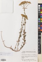 Filed as Matricaria decipiens (Fisch. & Mey.) Koch [family COMPOSITAE]