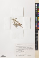 Filed as Asteriscus graveolens (Forssk.) Less. [family COMPOSITAE]