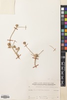 Filed as Asteriscus graveolens (Forssk.) Less. [family COMPOSITAE]