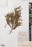 Filed as Pegolettia senegalensis Cass. [family COMPOSITAE]