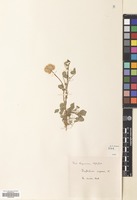 Filed as Trifolium repens L. [family LEGUMINOSAE]