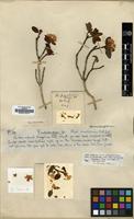 Holotype of Rhododendron praeclarum Balf.f. & Farrer [family ERICACEAE]