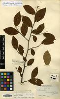 Isotype of Cotoneaster foveolatus Rehder & E.H.Wilson [family ROSACEAE]