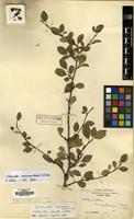 Isotype of Cotoneaster hupehensis Rehder & E.H.Wilson [family ROSACEAE]