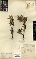 Type of Cotoneaster blinii H. Lev. [family ROSACEAE]