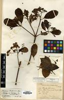 Holotype of Hiptage esquirolii H. Lev. [family MALPIGHIACEAE]