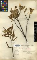 Syntype of Photinia loriformis W.W.Sm. [family ROSACEAE]