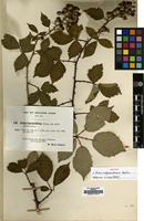Isotype of Rubus anglocandicans Newton [family ROSACEAE]