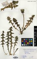 Filed as Taraxacum laeticolor Dahlst. [family COMPOSITAE]