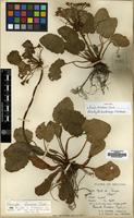 Syntype of Primula bracteosa Craib [family PRIMULACEAE]