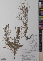 Filed as Rumex acetosella L. [family POLYGONACEAE]
