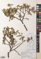 Filed as Nothofagus antarctica (G.Forst.) Oerst. [family NOTHOFAGACEAE]