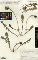Filed as Taraxacum oblongatum Dahlst. [family COMPOSITAE]