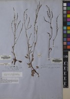 Filed as Rumex acetosella L. [family POLYGONACEAE]