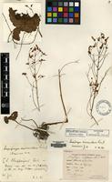 Type of Saxifraga chaffanjoni Levl. [family SAXIFRAGACEAE]