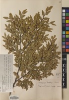 Filed as Nothofagus dombeyi (Mirb.) Oerst. [family NOTHOFAGACEAE]
