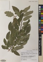 Filed as Nothofagus obliqua (Mirb.) Blume [family NOTHOFAGACEAE]