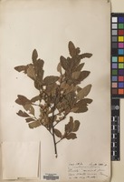 Filed as Nothofagus obliqua (Mirb.) Blume [family NOTHOFAGACEAE]