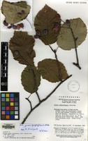 Isotype of Sorbus yuana Spongberg [family ROSACEAE]