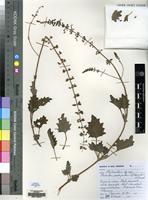 Isotype of Plectranthus porphyranthus T.J. Edwards & N. Crouch [family LABIATAE]